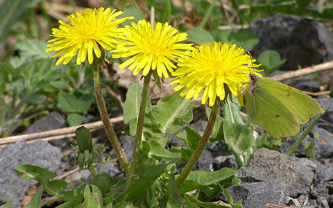 Maslačak (Taraxacum officinale)