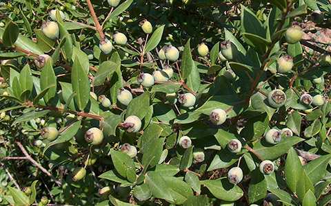Mirta (Myrtus communis)