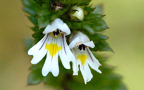Očanica ili Vidac (Euphrasia officinalis)