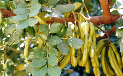Rogač (Ceratonia siliqua)
