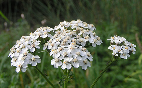 Stolisnik (Achillea millefolium)